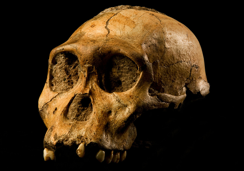 Cráneo y piezas dentales de un Australopithecus Sediba. Foto: Wikimedia Commons.